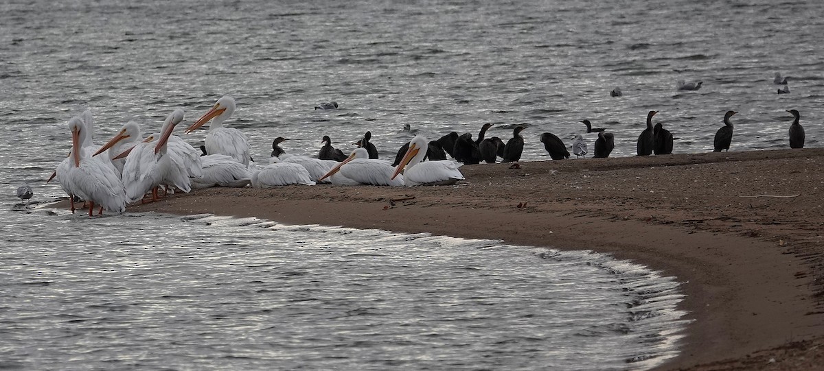 totoppskarv - ML646758504