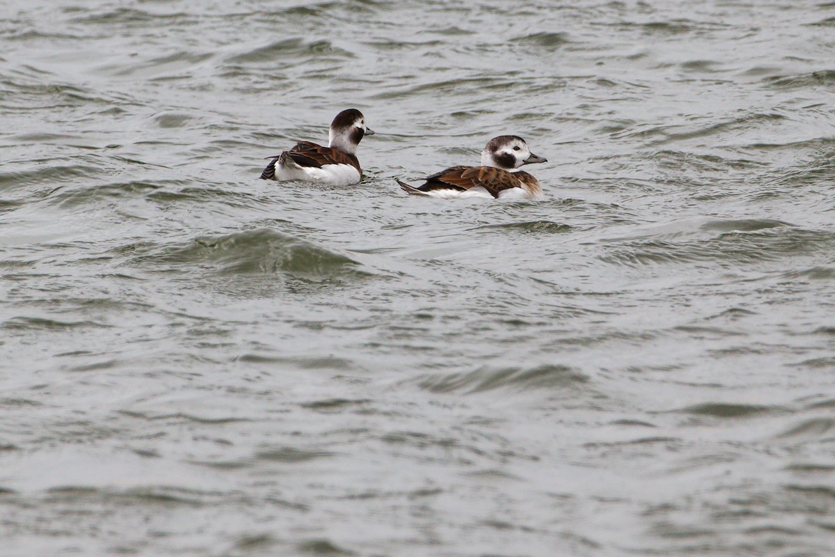 Морянка - ML646758506