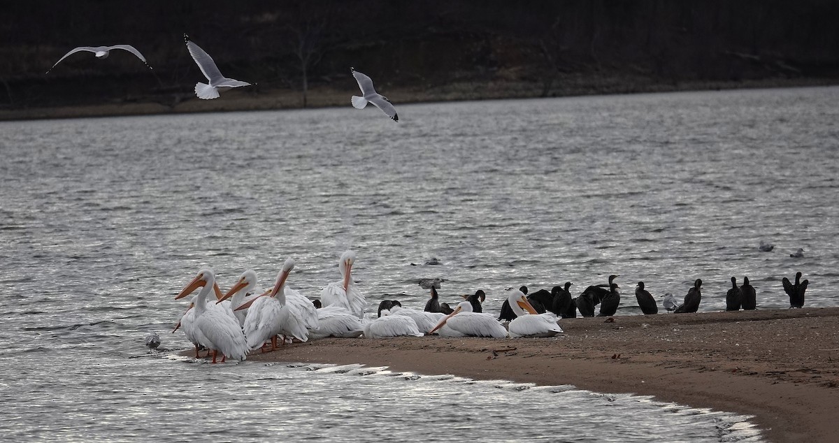 Пелікан рогодзьобий - ML646758509