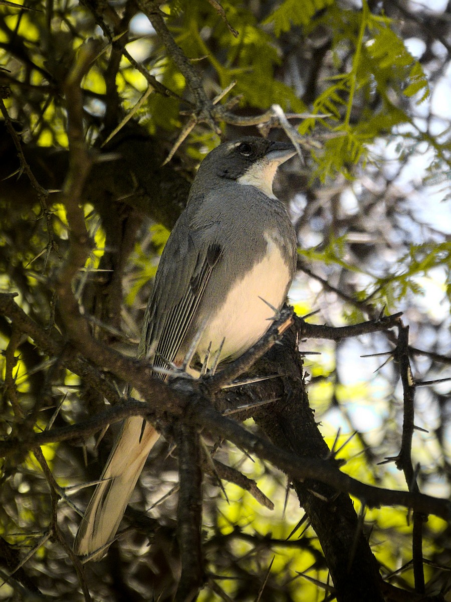 Duika İspinozu - ML646758510