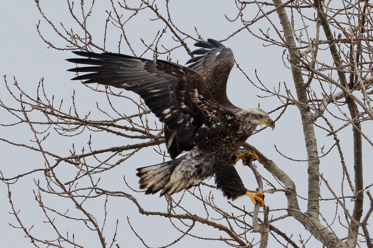 Белоголовый орлан - ML646758513