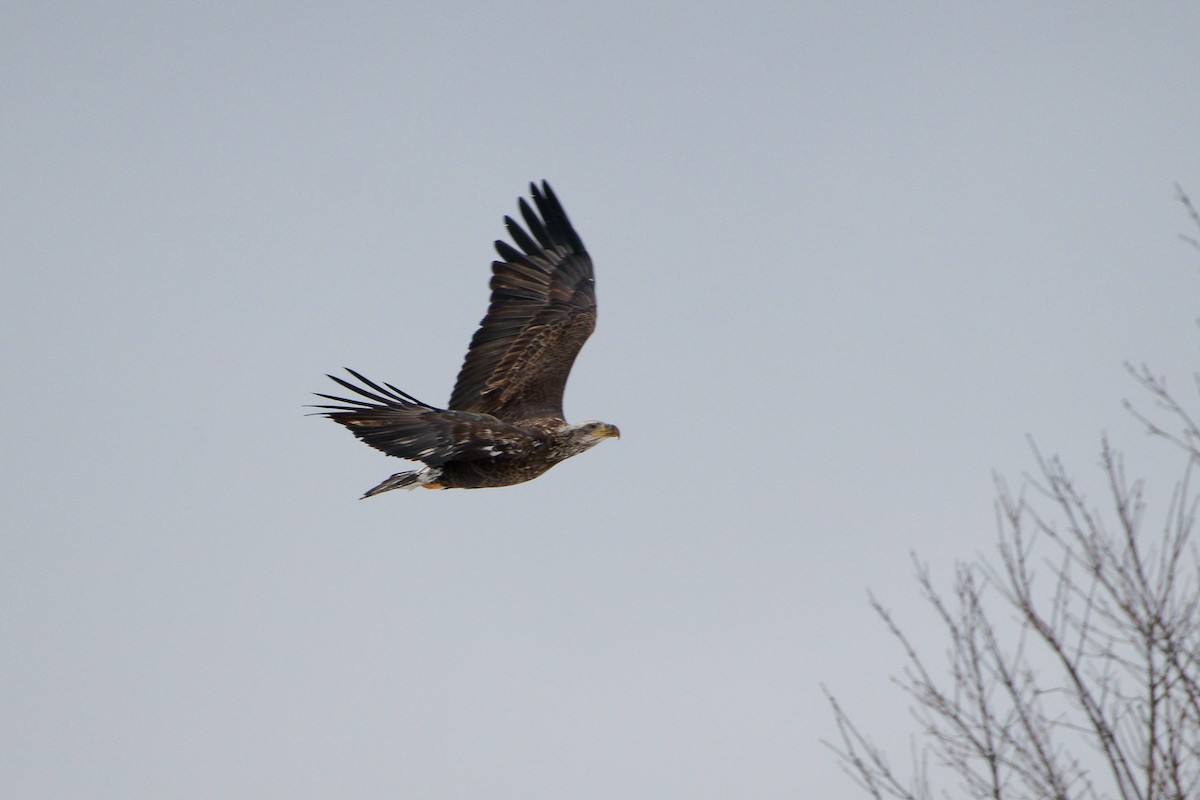 Белоголовый орлан - ML646758514