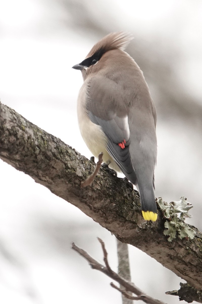 ציצנית אמריקנית - ML646758515