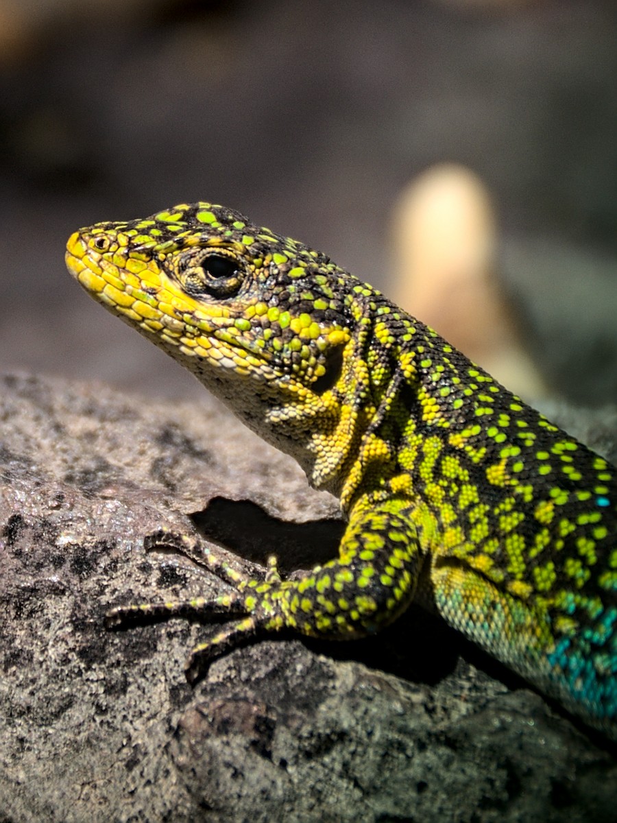 Animals - ML646758516