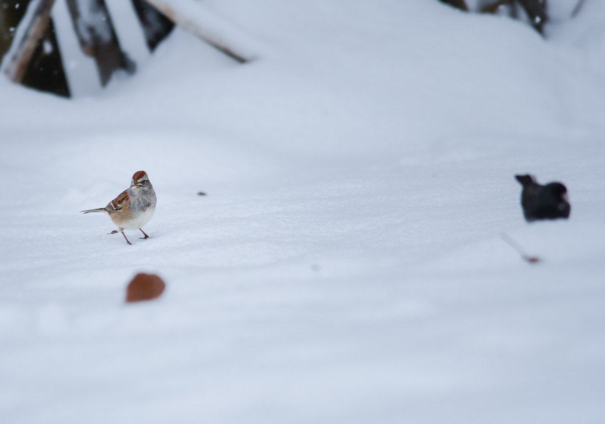 American Tree Sparrow - ML646758518