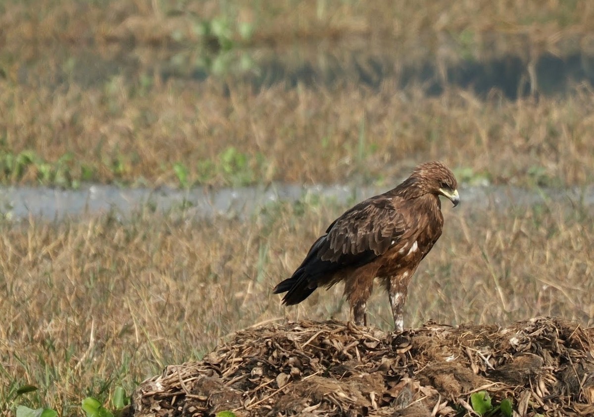 Indian Spotted Eagle - ML646758519
