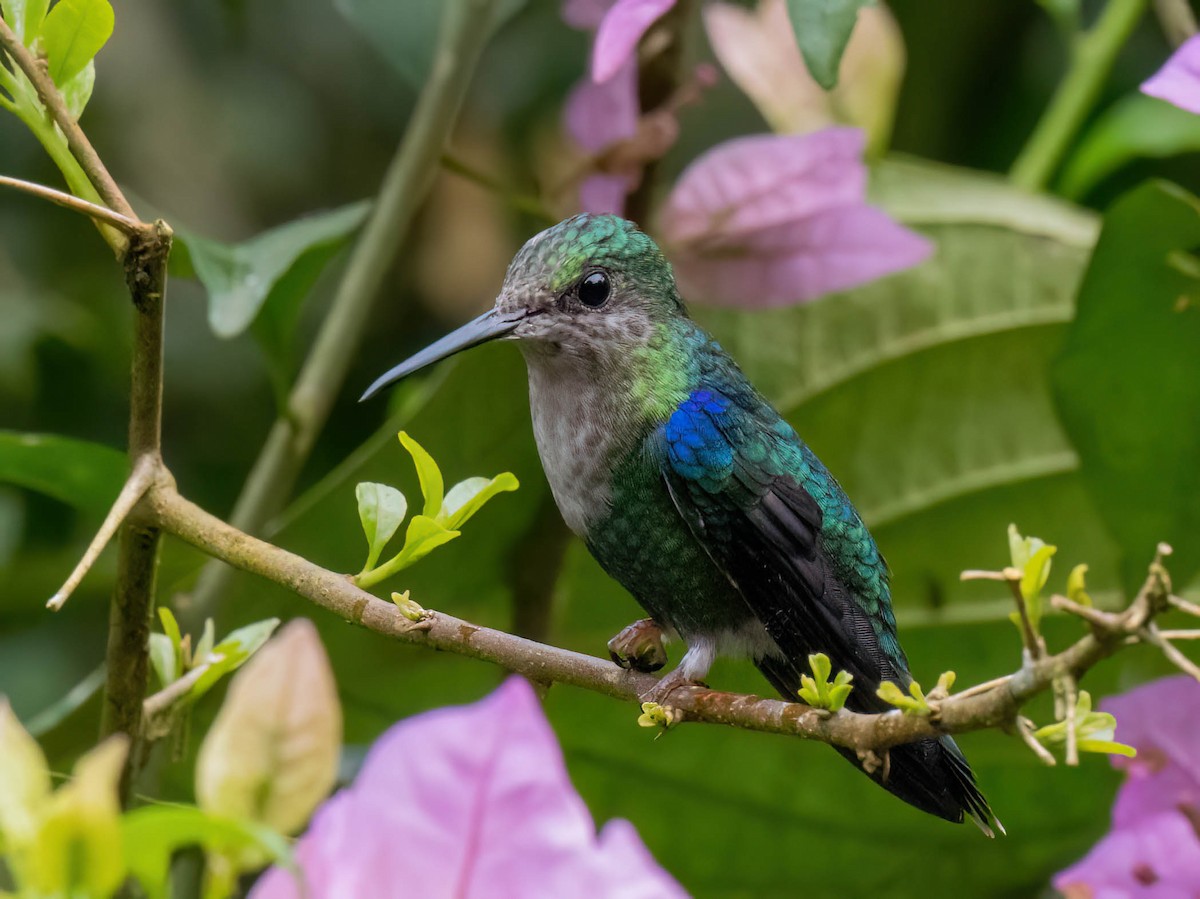 Crowned Woodnymph - ML646758520
