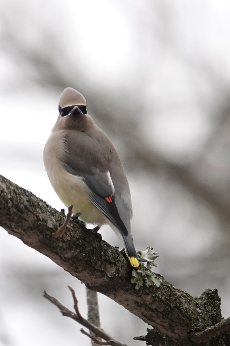 ציצנית אמריקנית - ML646758525