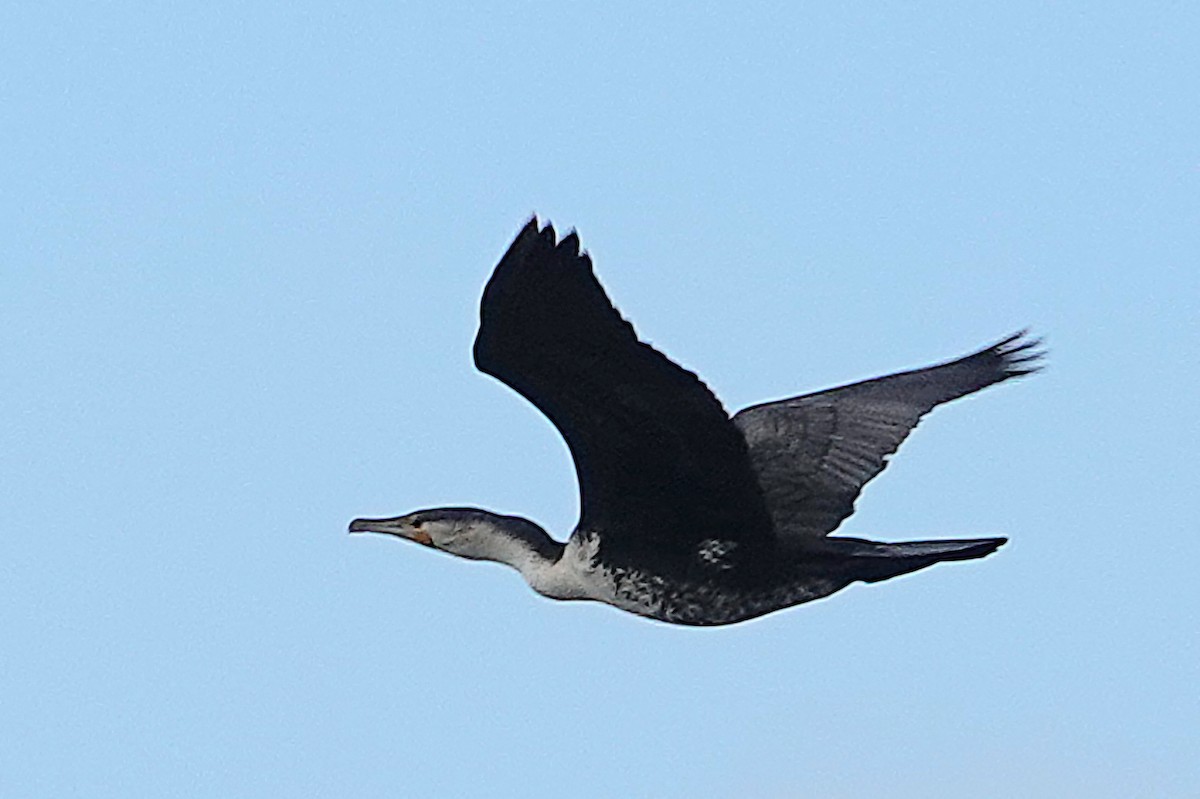 カワウ（maroccanus） - ML646758529