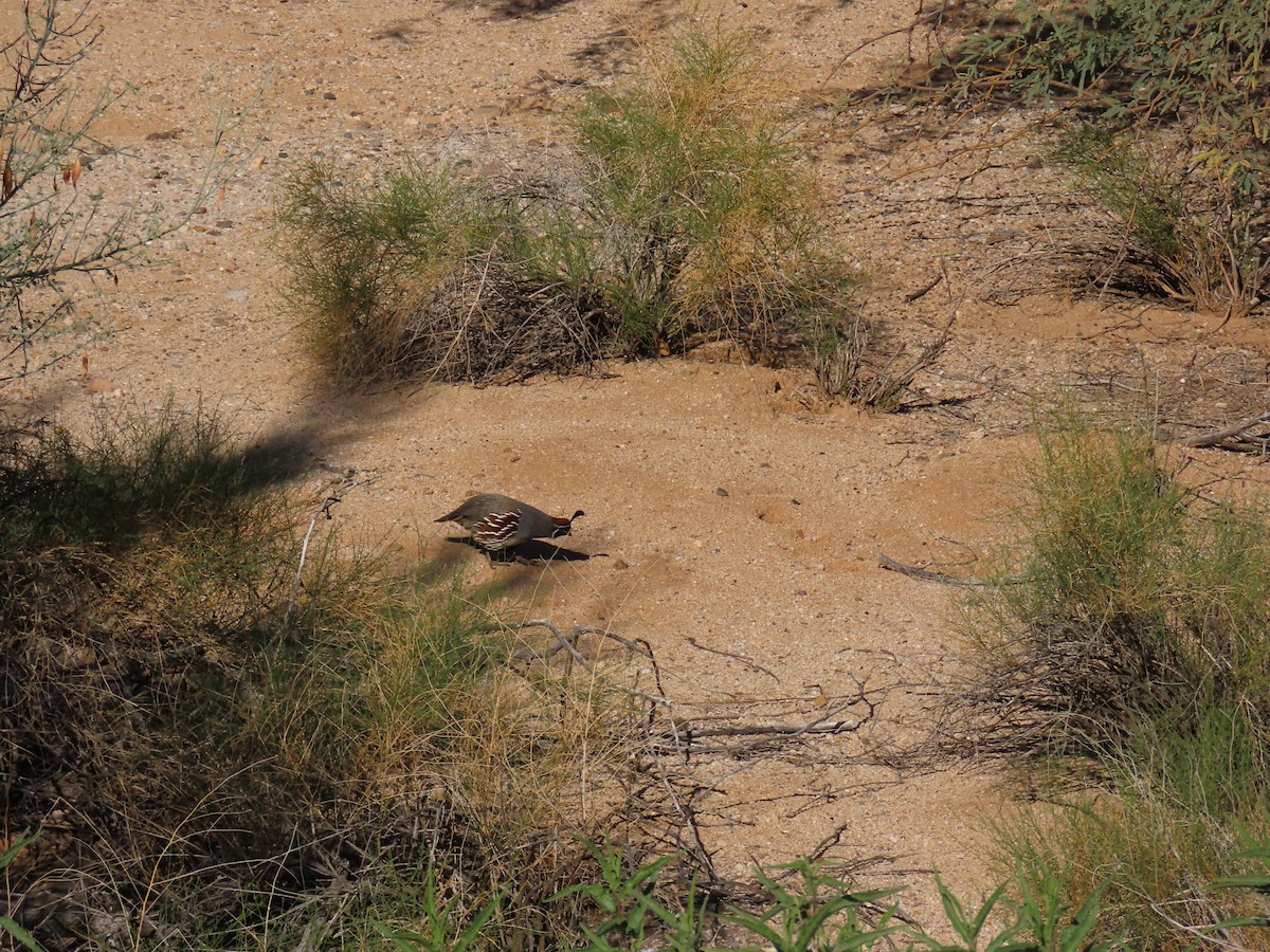 Gambel's Quail - ML646758530