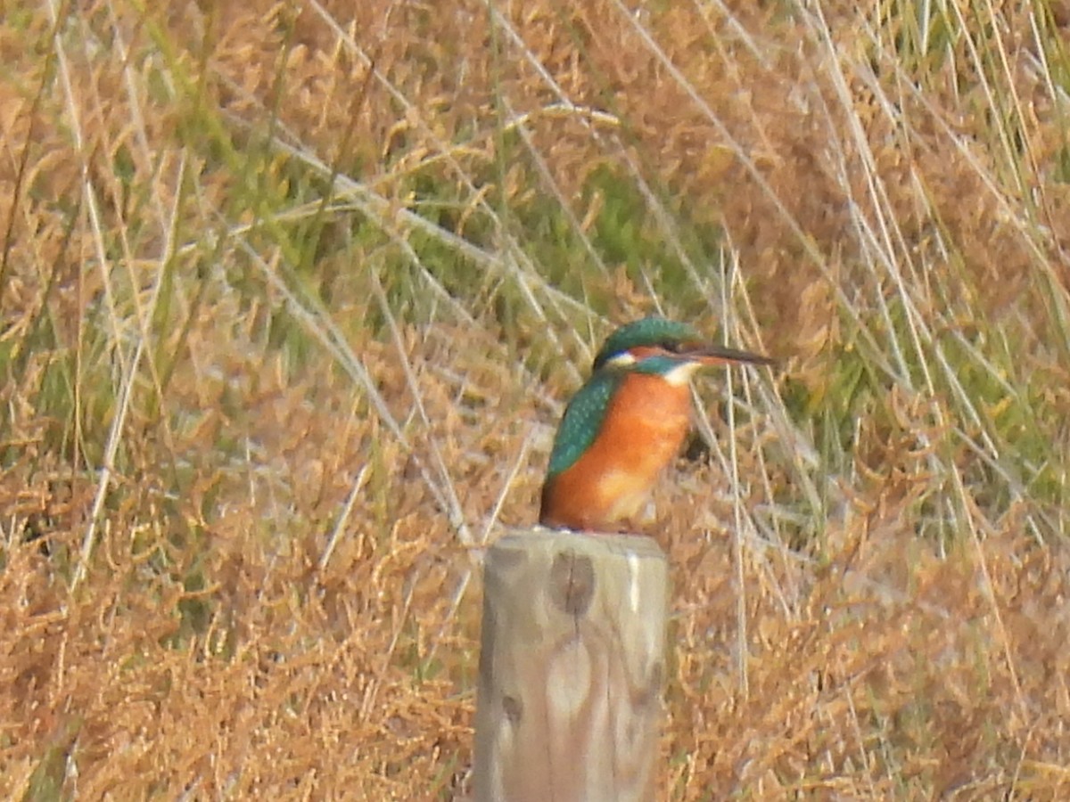 Зимородок - ML646758531