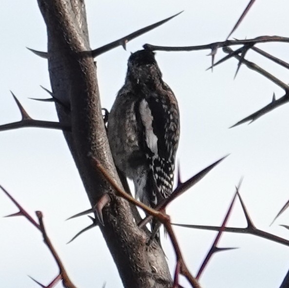 Дятел-смоктун жовточеревий - ML646758532