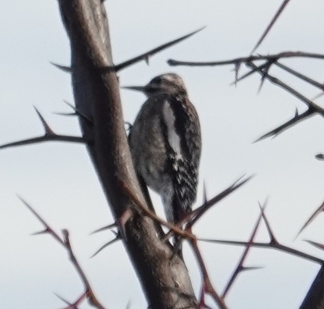 Дятел-смоктун жовточеревий - ML646758533