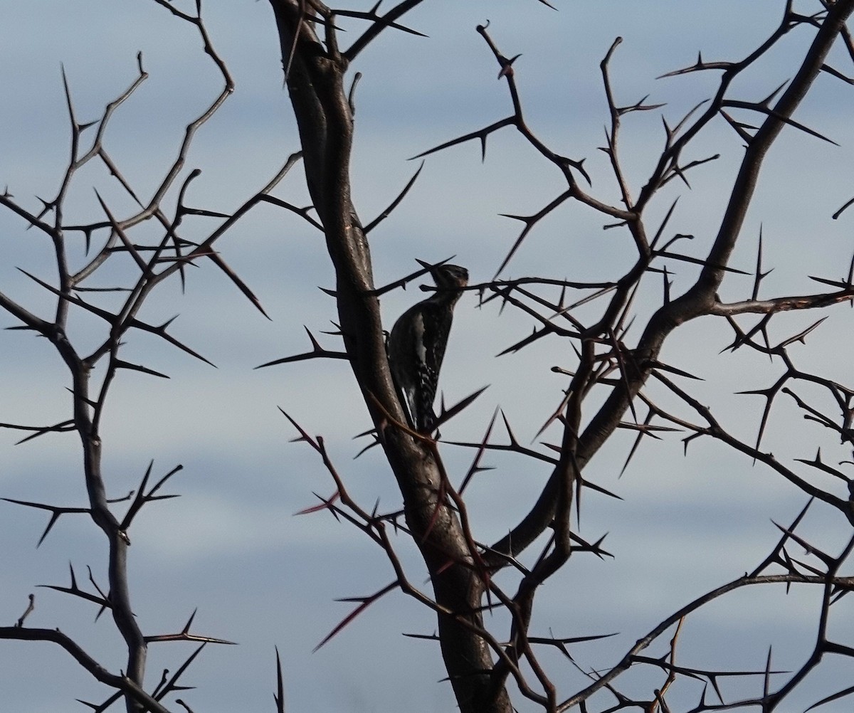 Дятел-смоктун жовточеревий - ML646758534