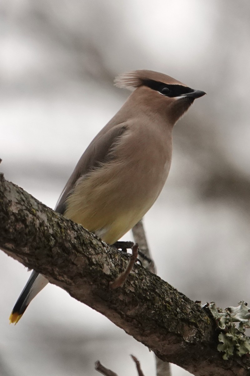 ציצנית אמריקנית - ML646758535