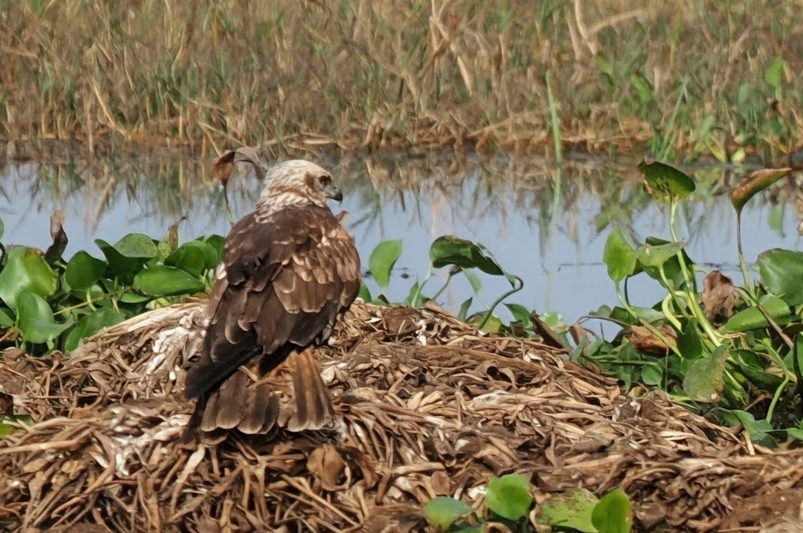 Western Marsh Harrier - ML646758536