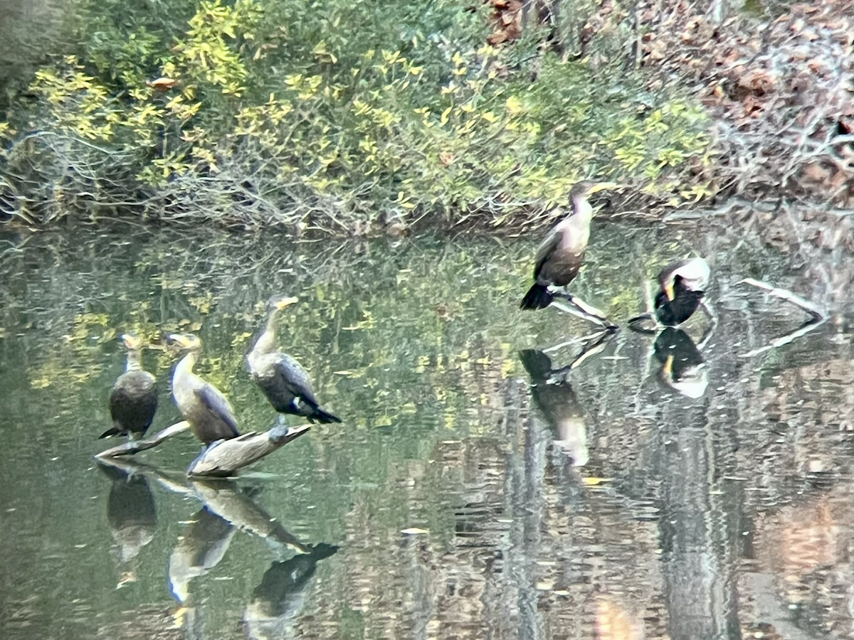 totoppskarv - ML646758539