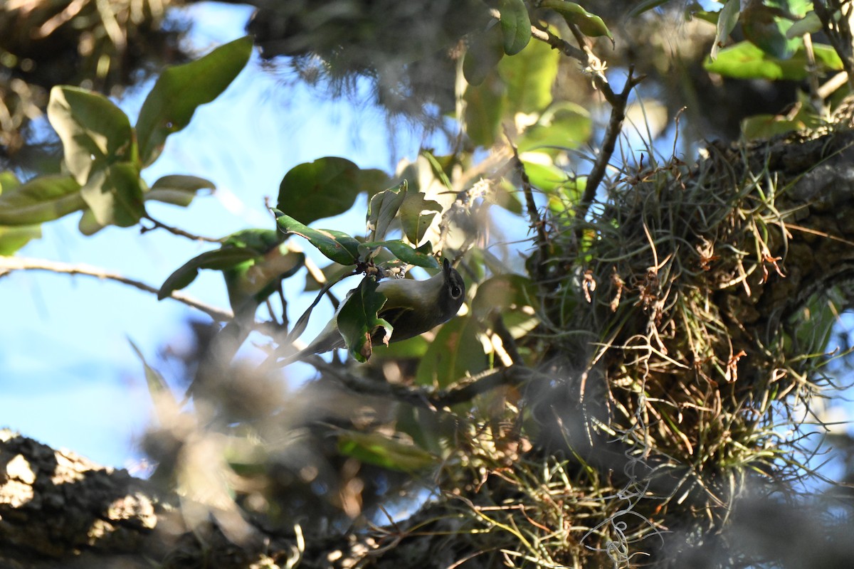 Graukopfvireo - ML646758540