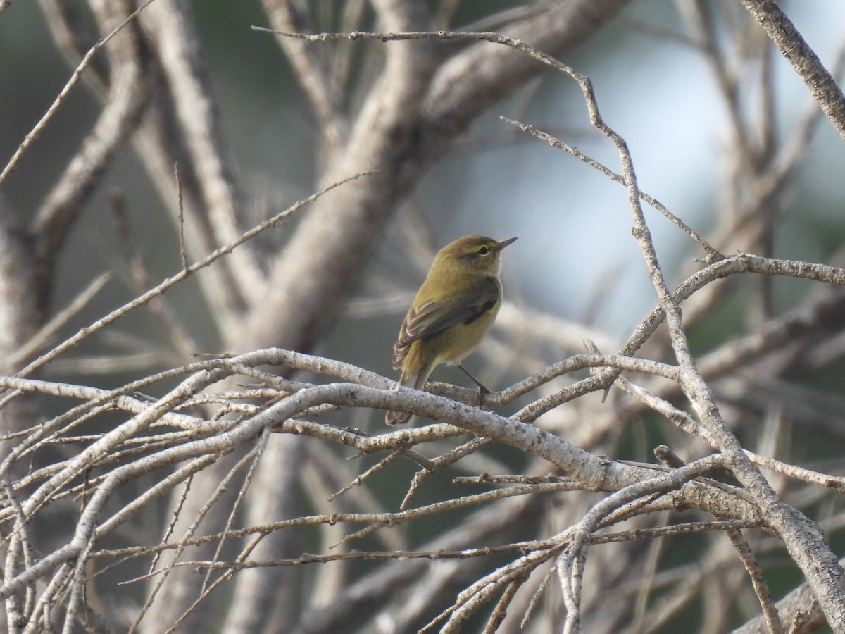 Пеночка-теньковка - ML646758541