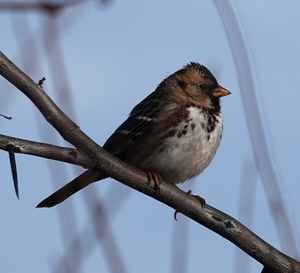 Бруант північний - ML646758542