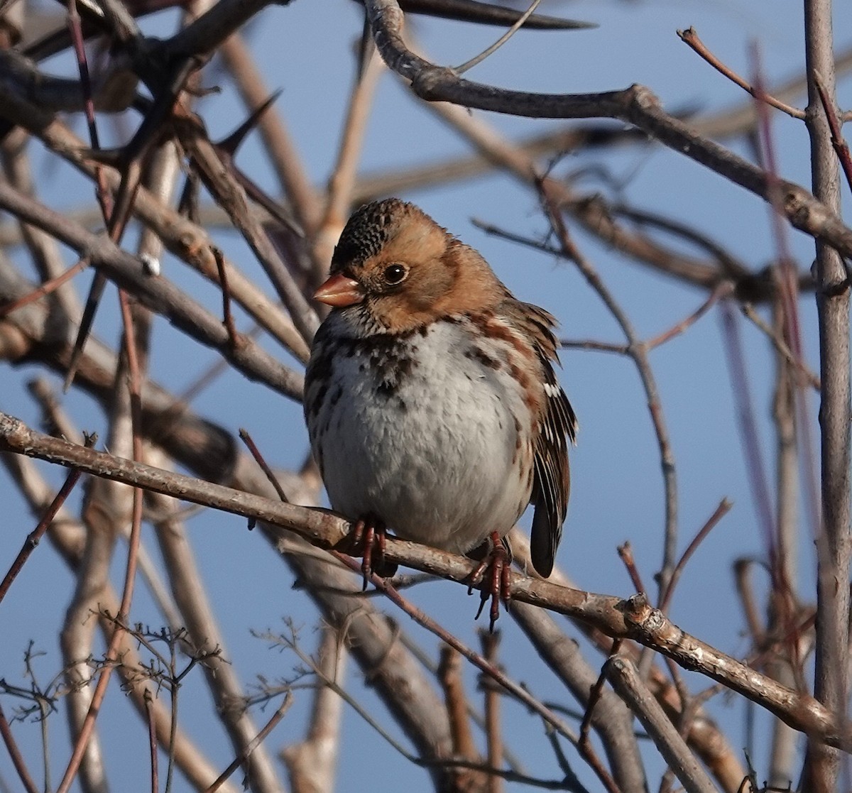 Бруант північний - ML646758543