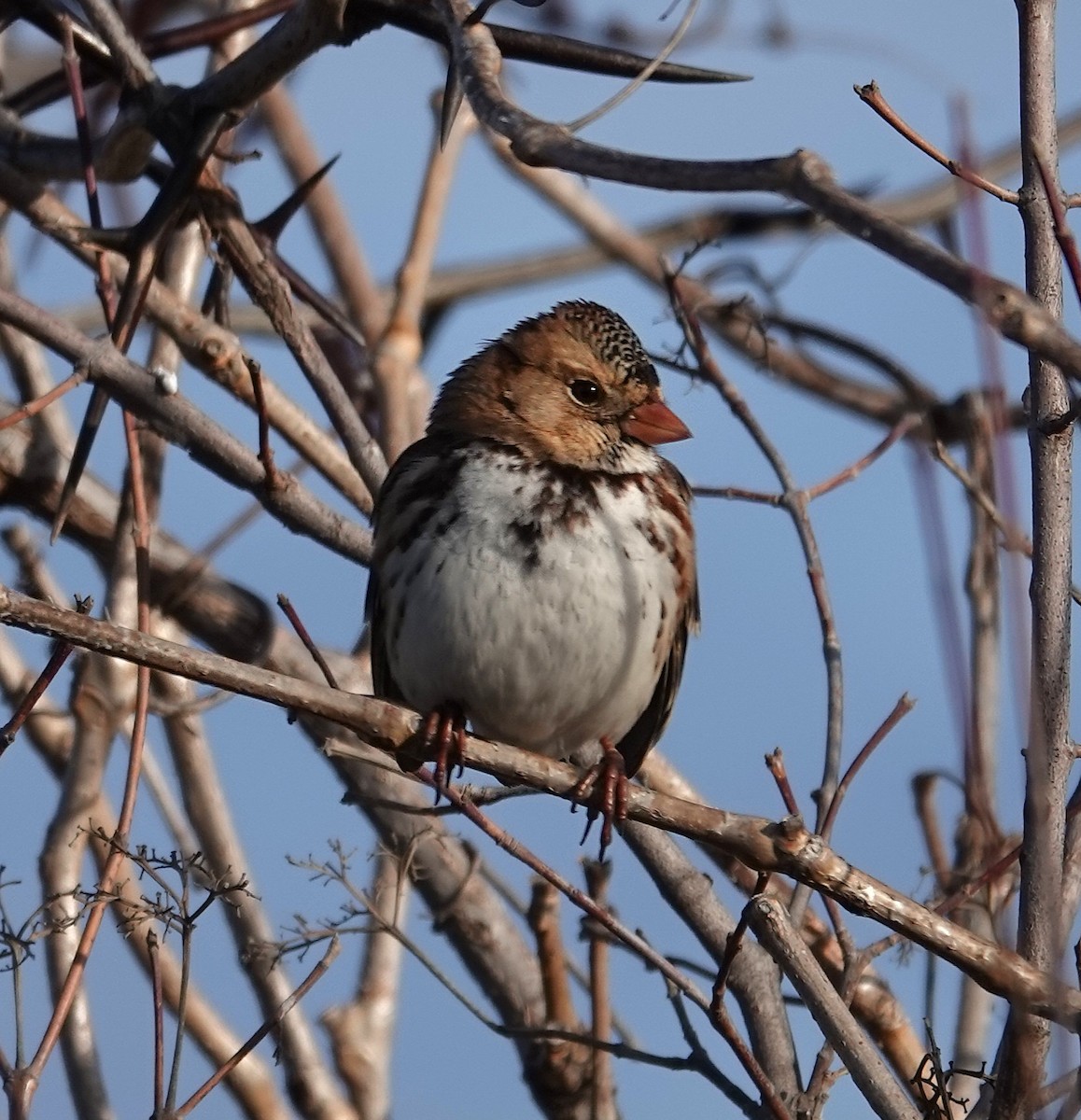 Бруант північний - ML646758544