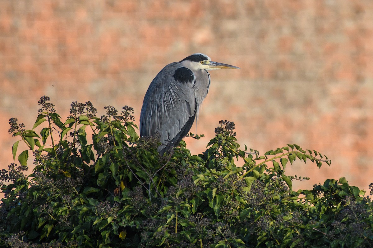 Garza Real - ML646758545