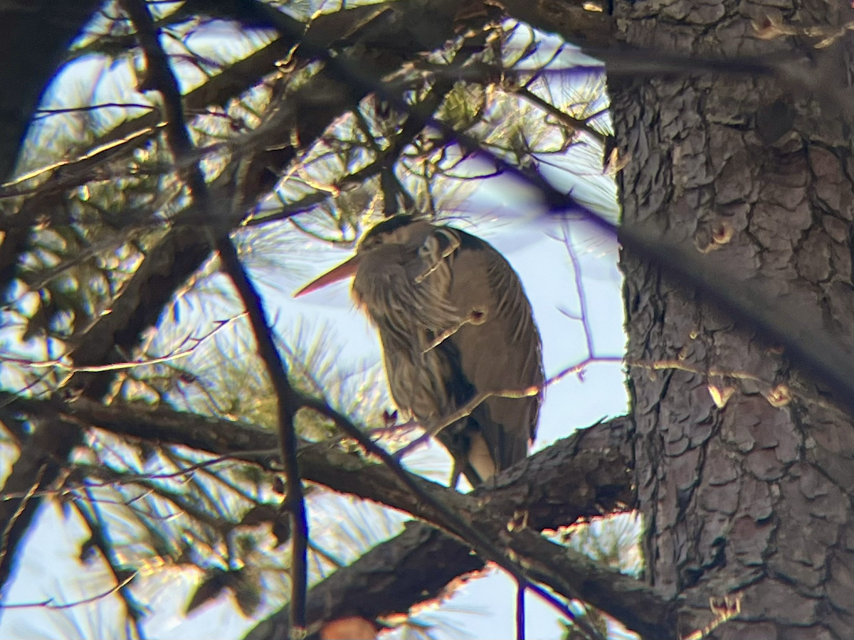 Garza Azulada - ML646758546