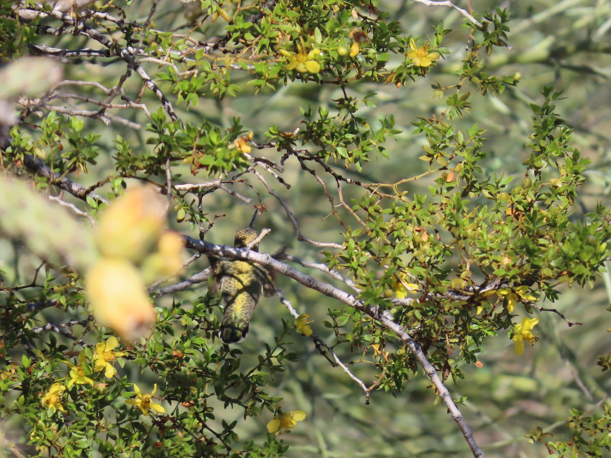 Colibrí de Costa - ML646758548
