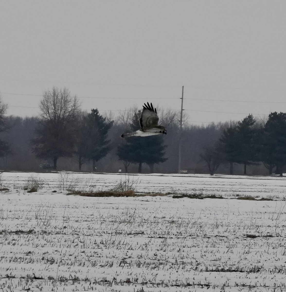Aguilucho de Hudson - ML646758549