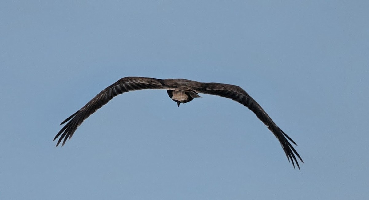 Aguilucho Lagunero Occidental - ML646758551