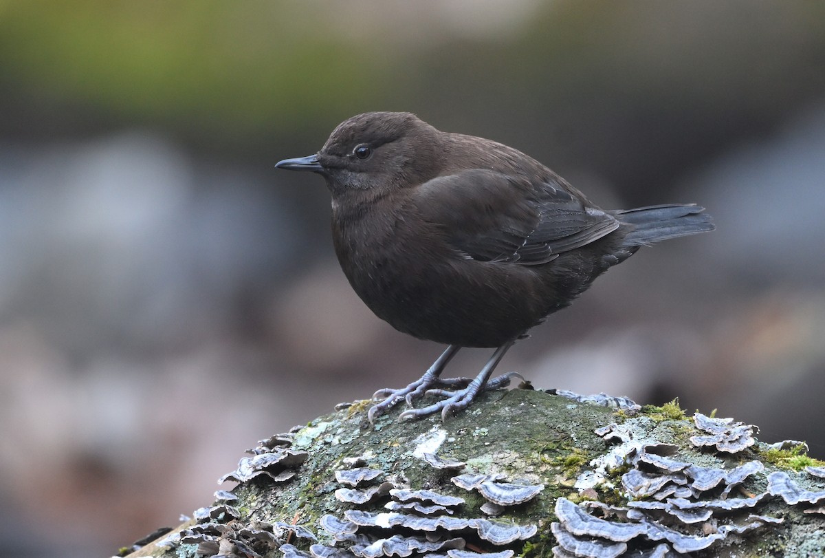 Mirlo Acuático Pardo - ML646758556