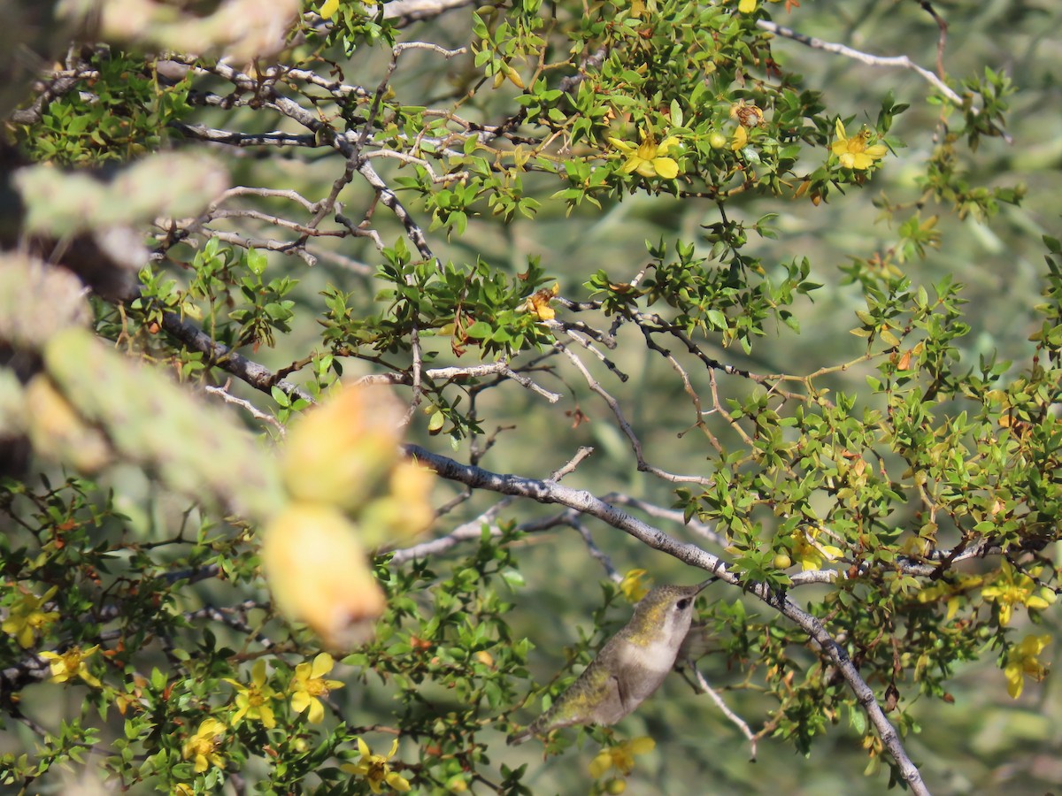 Colibrí de Costa - ML646758558