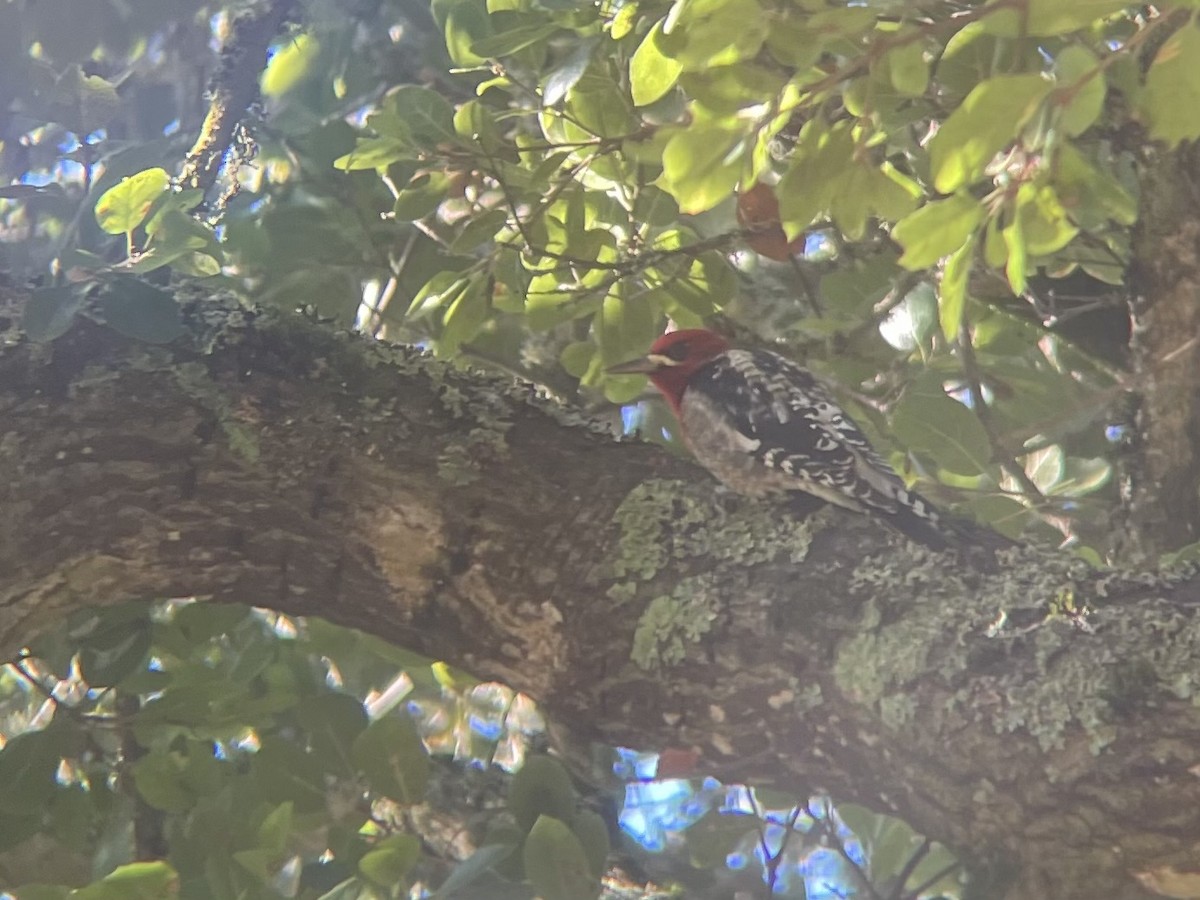 Chupasavia Pechirrojo - ML646758559