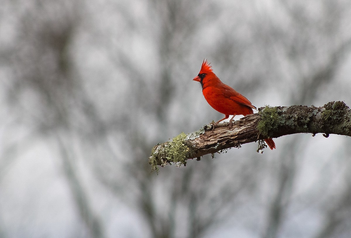 Cardenal Norteño - ML646758560