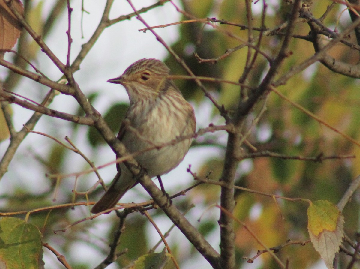 Papamoscas Gris - ML646758561