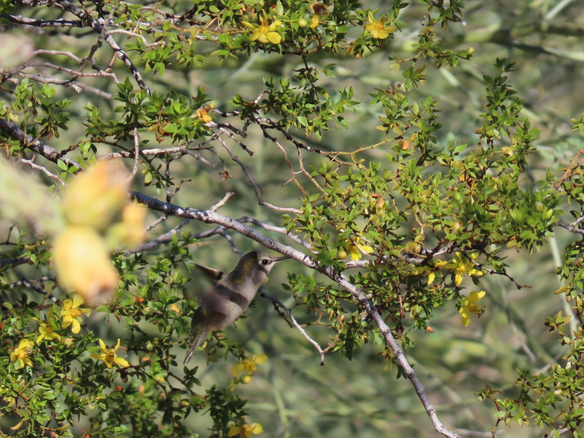 Colibrí de Costa - ML646758562