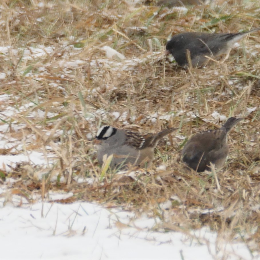 Dachsammer - ML646758563