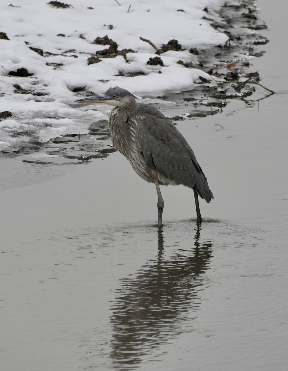 Garza Azulada - ML646758565