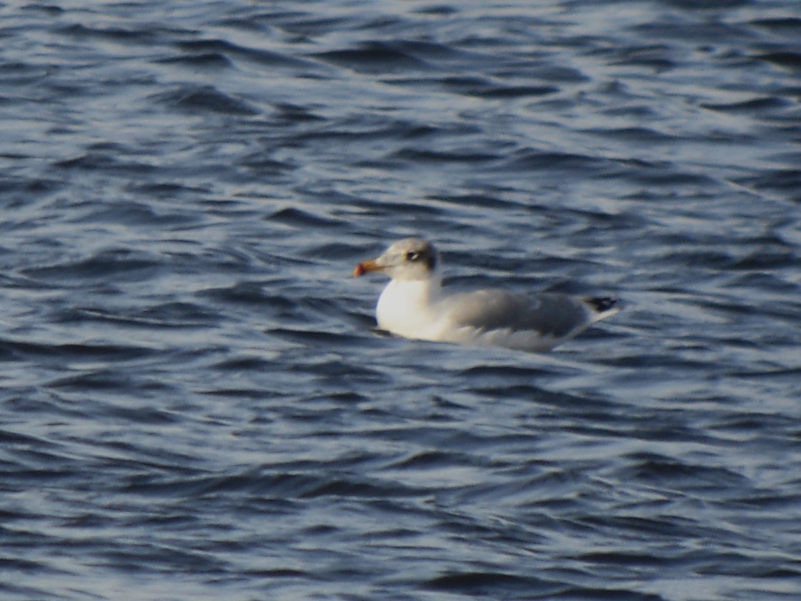 Pallas's Gull - ML646758566