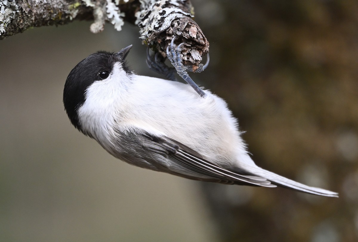 Carbonero Montano - ML646758570