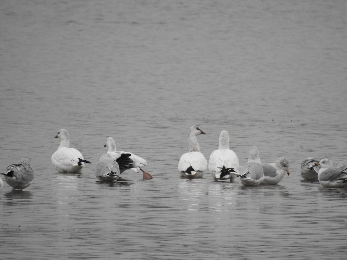 Ánsar de Ross - ML646758573