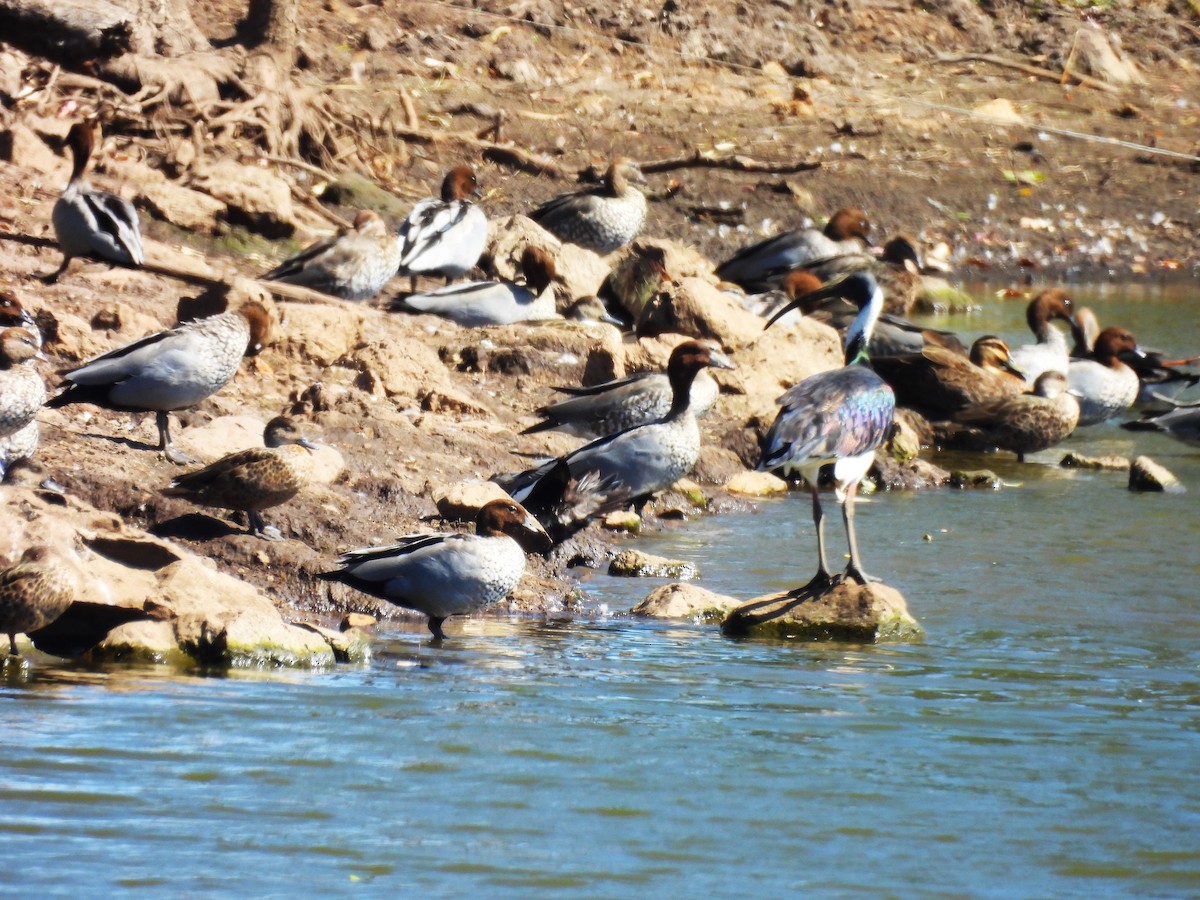 Ibis Tornasolado - ML646758574