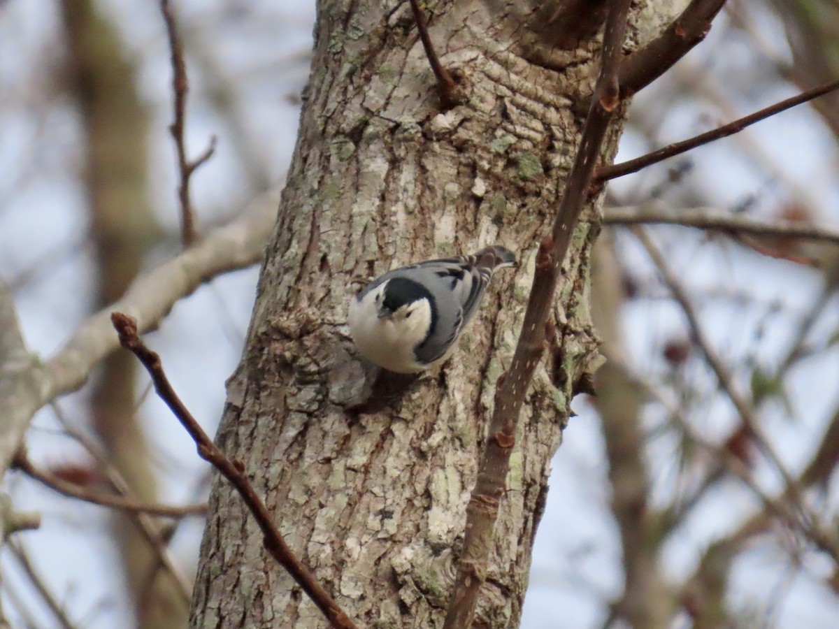 Trepador Pechiblanco - ML646758575
