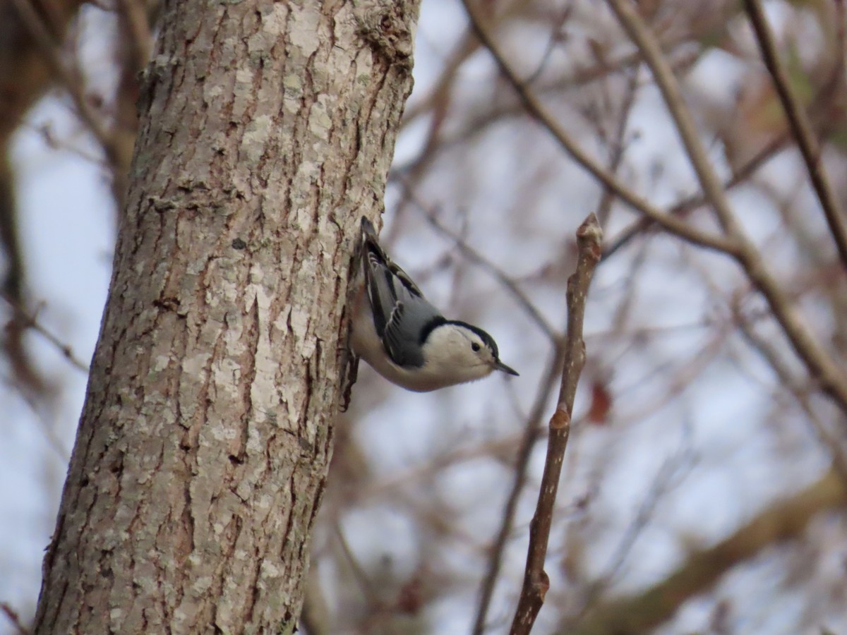 Trepador Pechiblanco - ML646758576