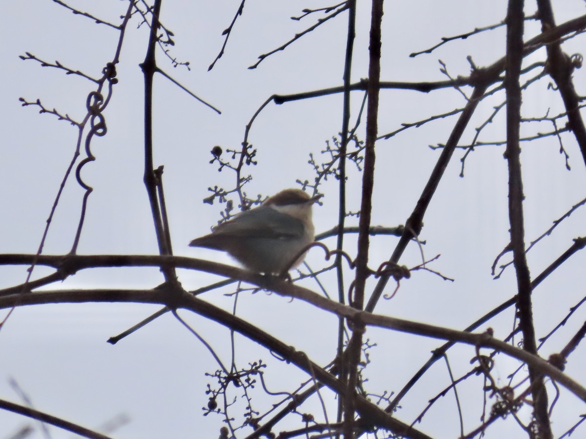 Trepador Cabecipardo - ML646758578