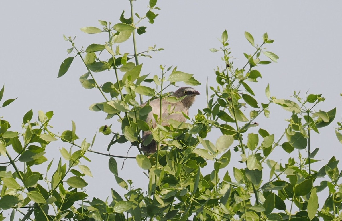 Turdoide Gris - ML646758581