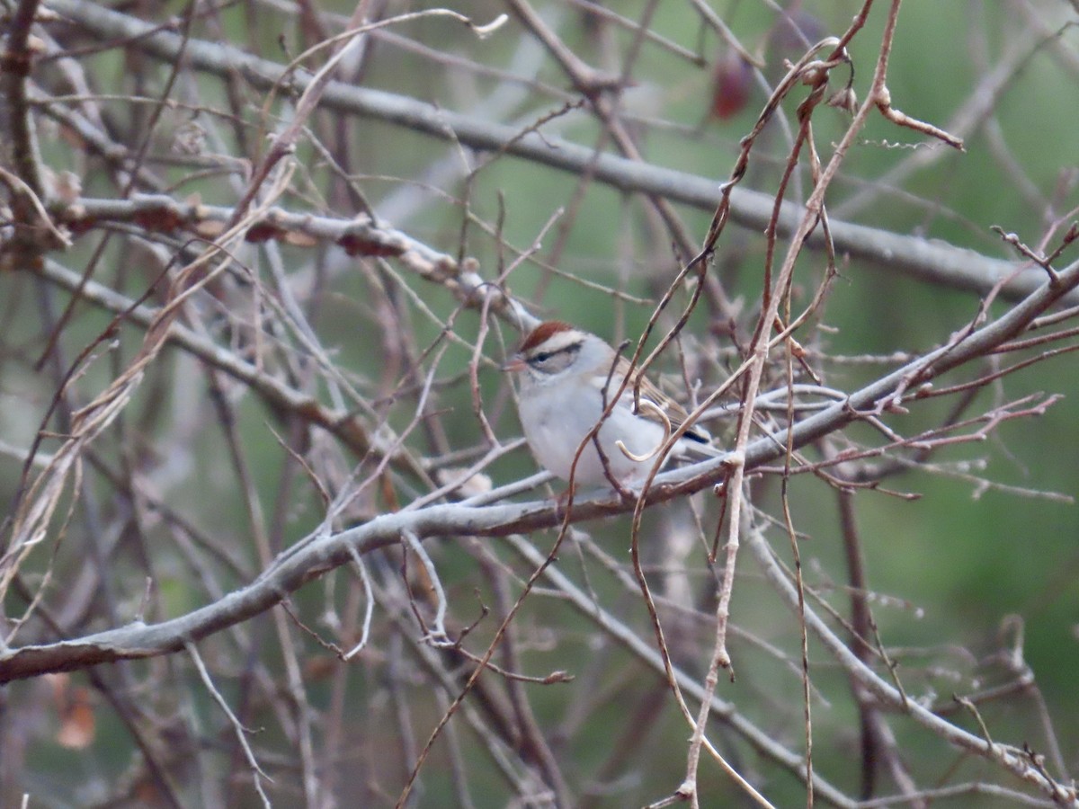 Chingolo Cejiblanco - ML646758584
