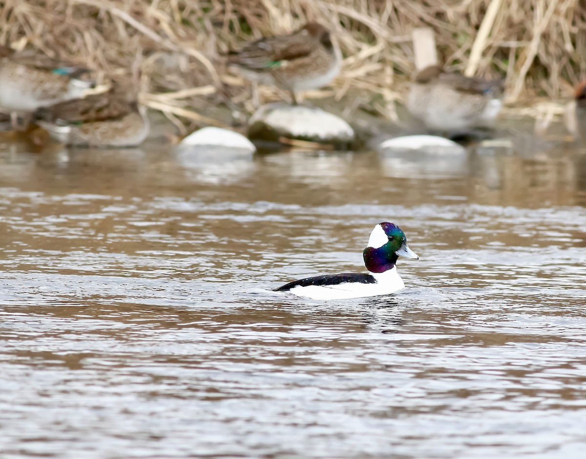 Porrón Albeola - ML646758585