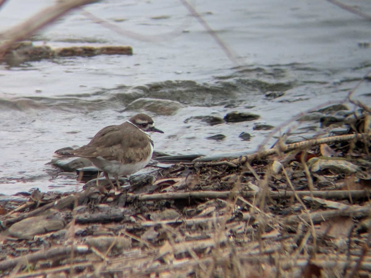 Крикливый зуёк - ML646758588